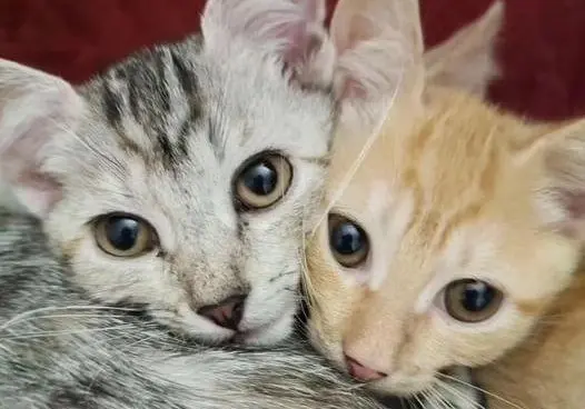 Кошечка Симба, котенок Персик и щенки-девочки: кто ищет хозяина в Могилеве