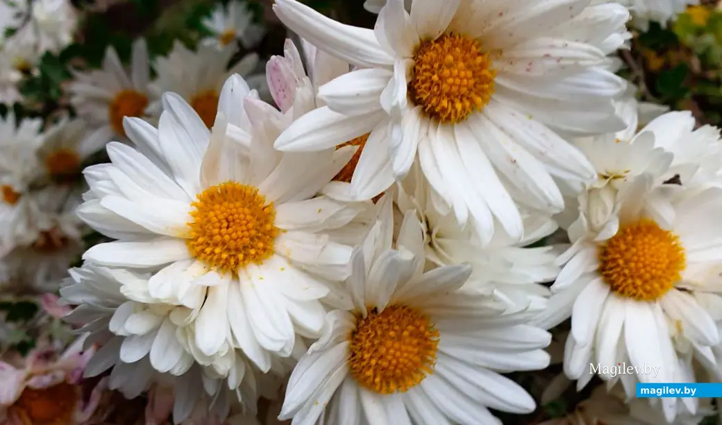 Последние яркие краски осени в Могилеве. Октябрь 2023 год.