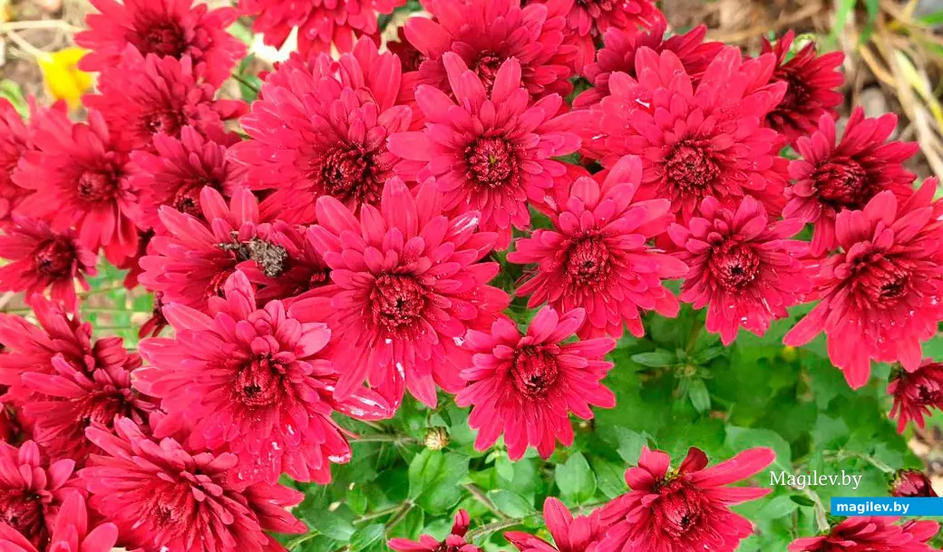 Последние яркие краски осени в Могилеве. Октябрь 2023 год.