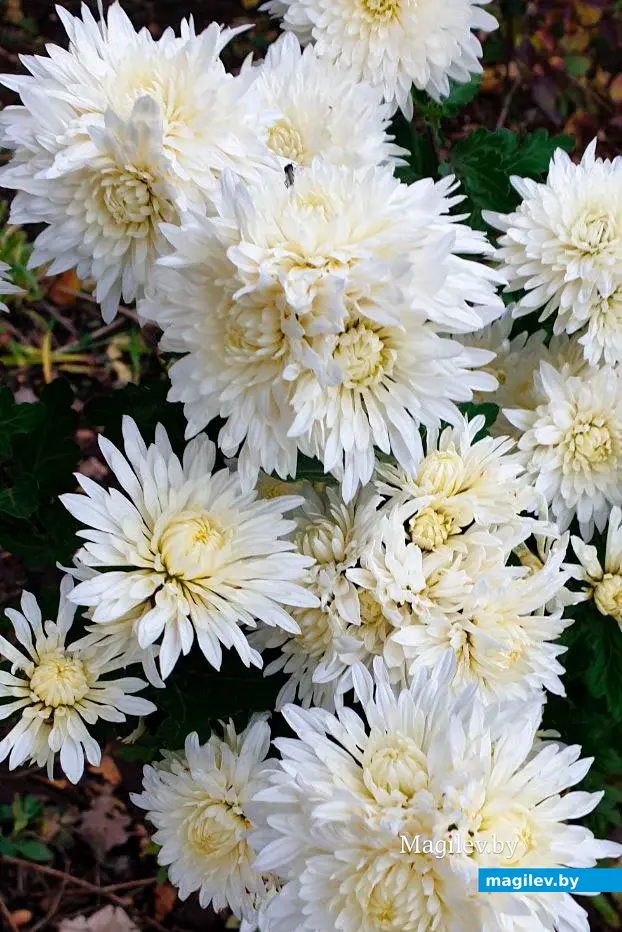 Последние яркие краски осени в Могилеве. Октябрь 2023 год.