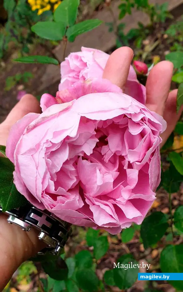 Последние яркие краски осени в Могилеве. Октябрь 2023 год.