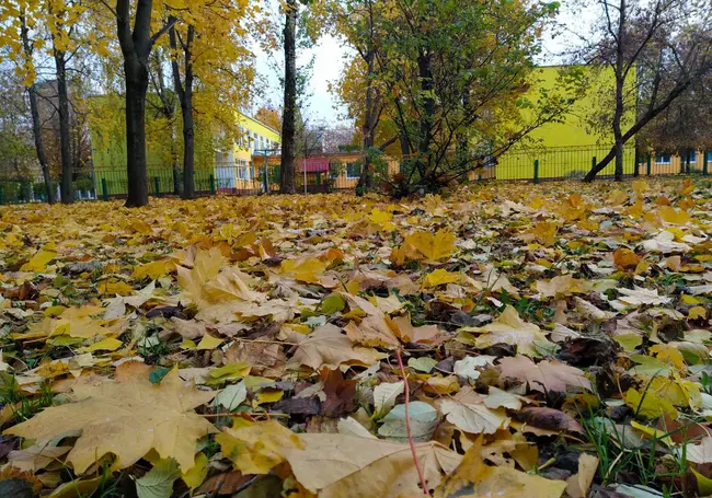 Дождь и мокрый снег – временами: прогноз погоды на 16-17 ноября