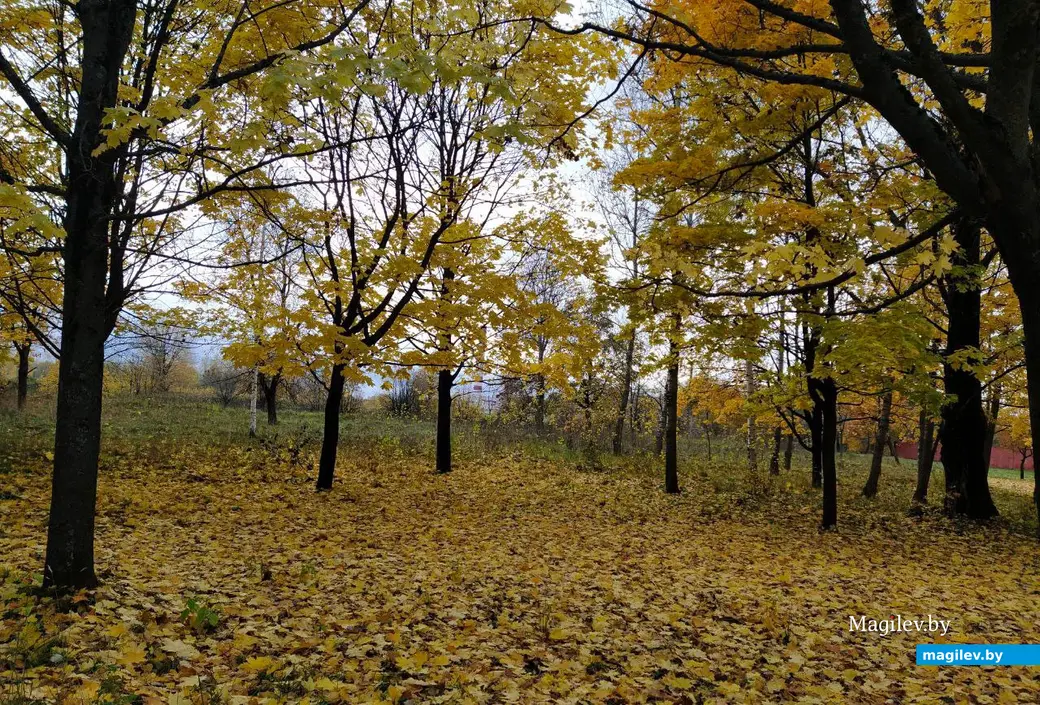 Последние яркие краски осени в Могилеве. Октябрь 2023 год.