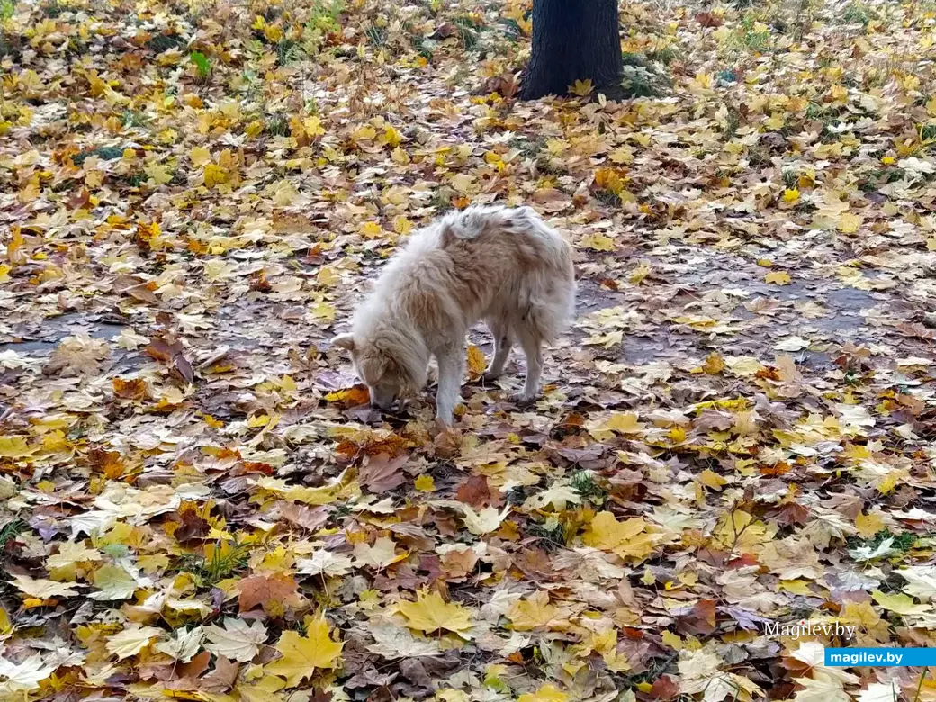 Последние яркие краски осени в Могилеве. Октябрь 2023 год.