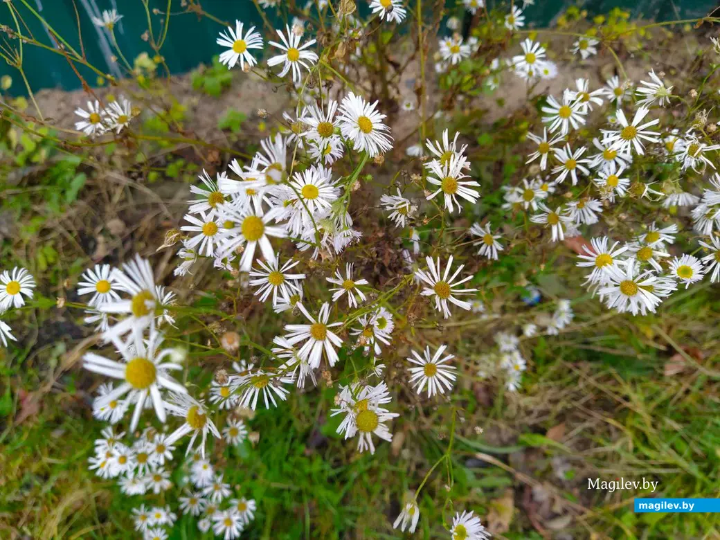 Последние яркие краски осени в Могилеве. Октябрь 2023 год.