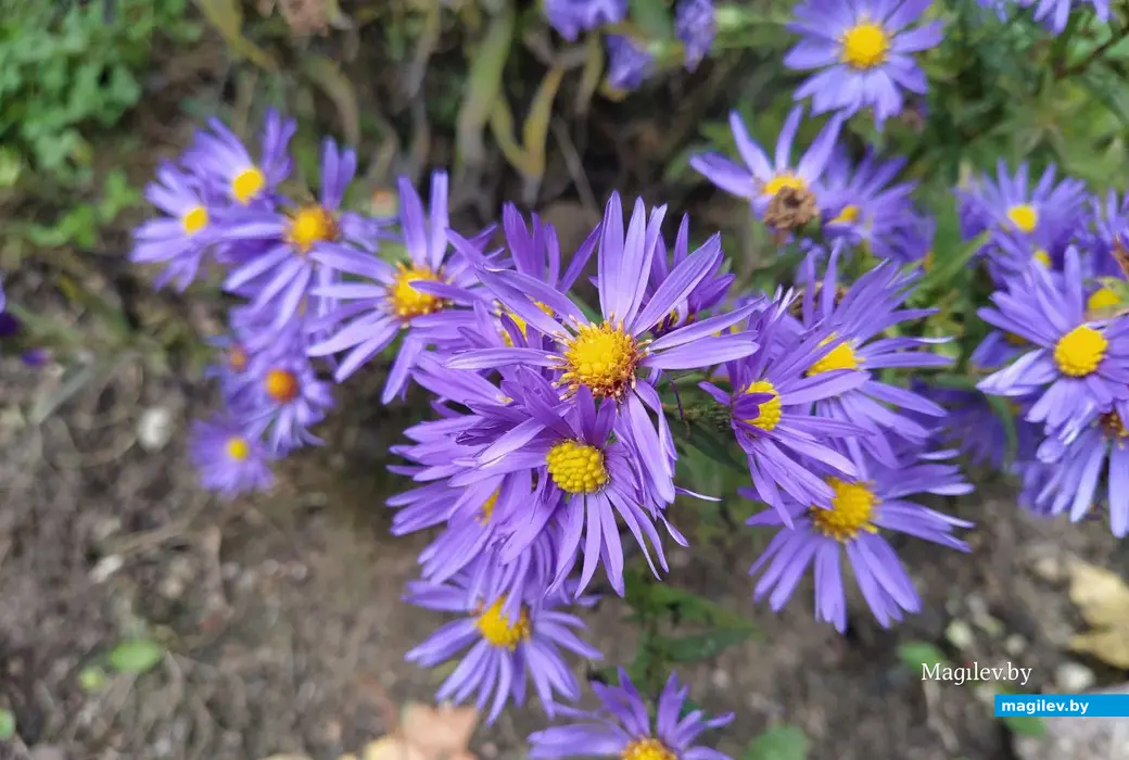 Последние яркие краски осени в Могилеве. Октябрь 2023 год.