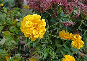 Красный уровень опасности из-за риска возникновения пожаров: прогноз погоды на 24 сентября