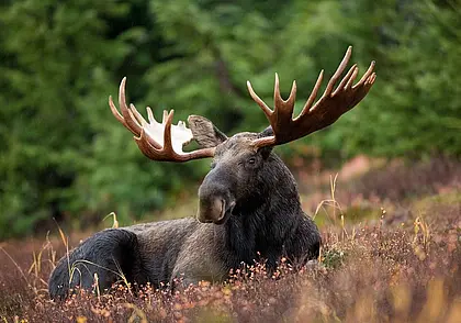 В Бобруйском районе фура сбила лося. Животное погибло, пострадал еще один автомобиль