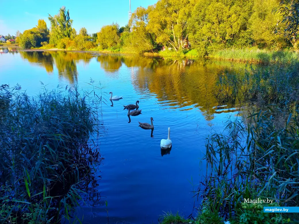 Лебедевы релаксируют. Пашковское озеро, сентябрь, 2023 г.