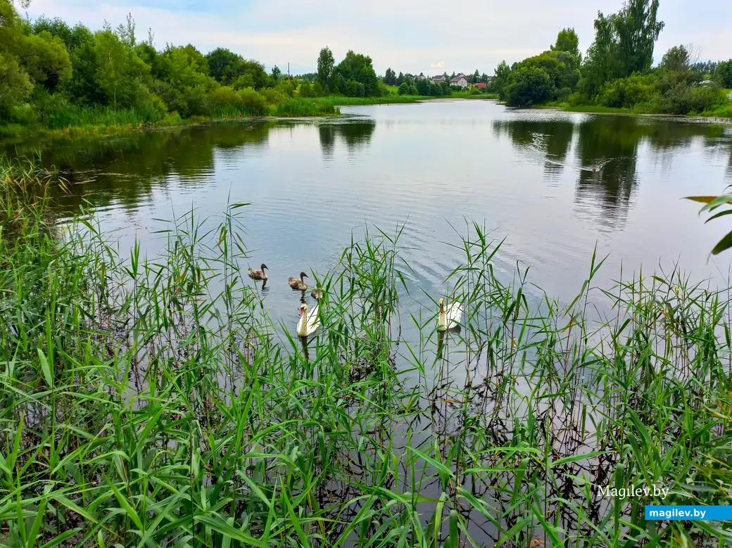 Иной раз Лебедевых и не сразу разглядишь. Пашковское озеро, лето, 2023 г.