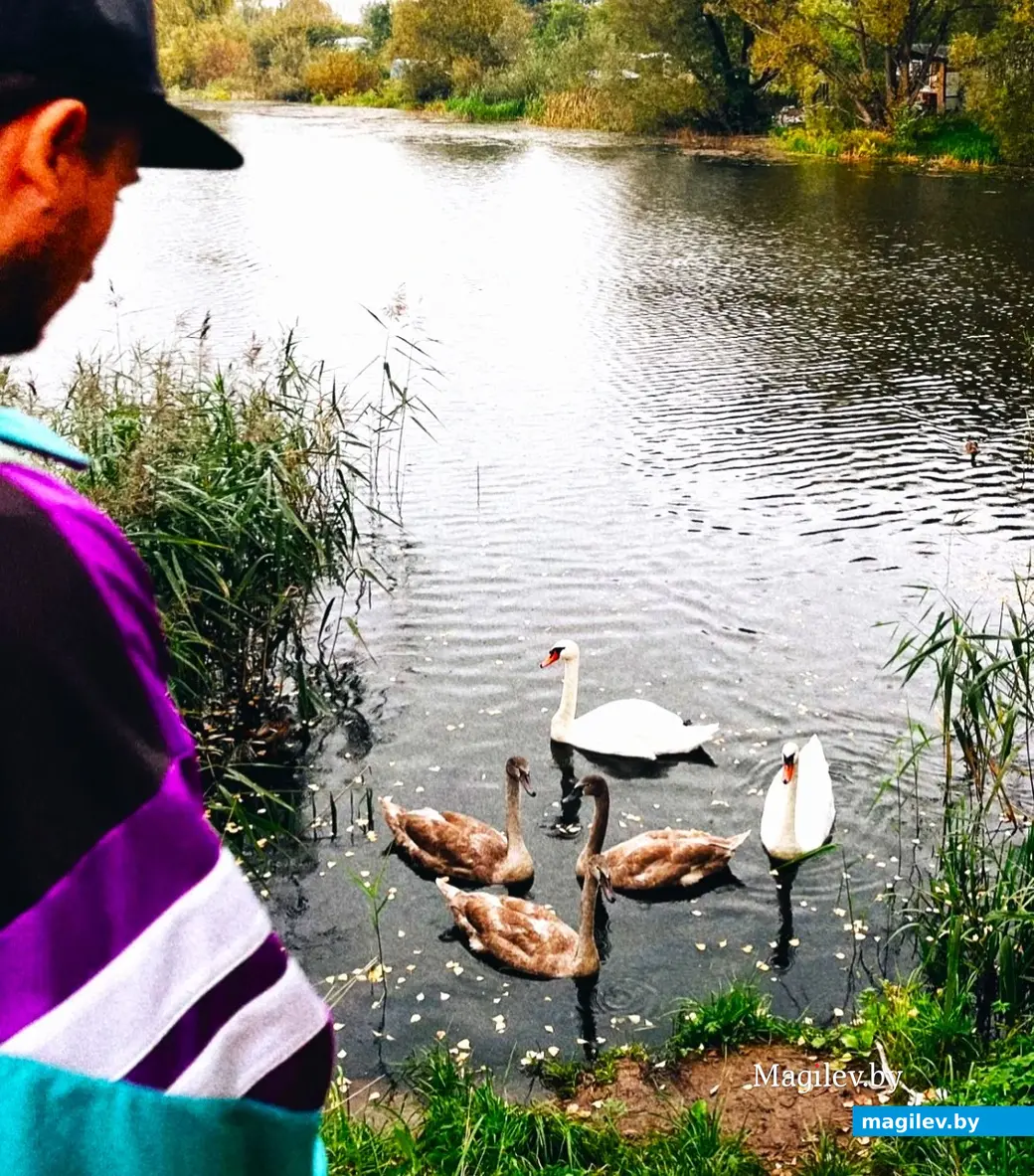 Уже все Лебедевы одной величины. Пашковское озеро, октябрь, 2023 г.