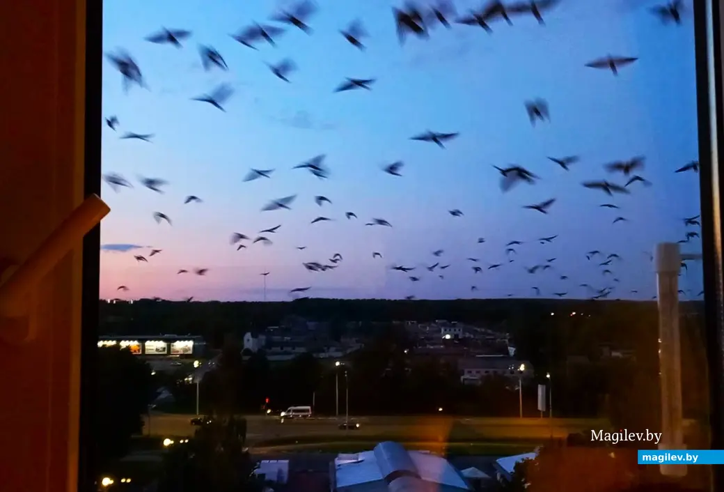 Вороновы курсируют в поисках острых ощущений. Могилев, сентябрь, 2023 г.