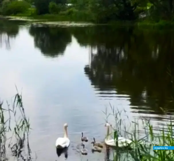 Семейка Лебедевых. Пашковское озеро, начало лета, 2023 г.