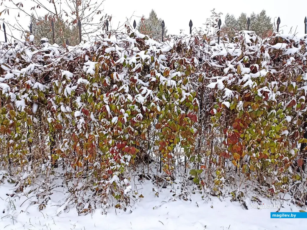 26 октября 2023г. В Могилеве выпал первый снег.
