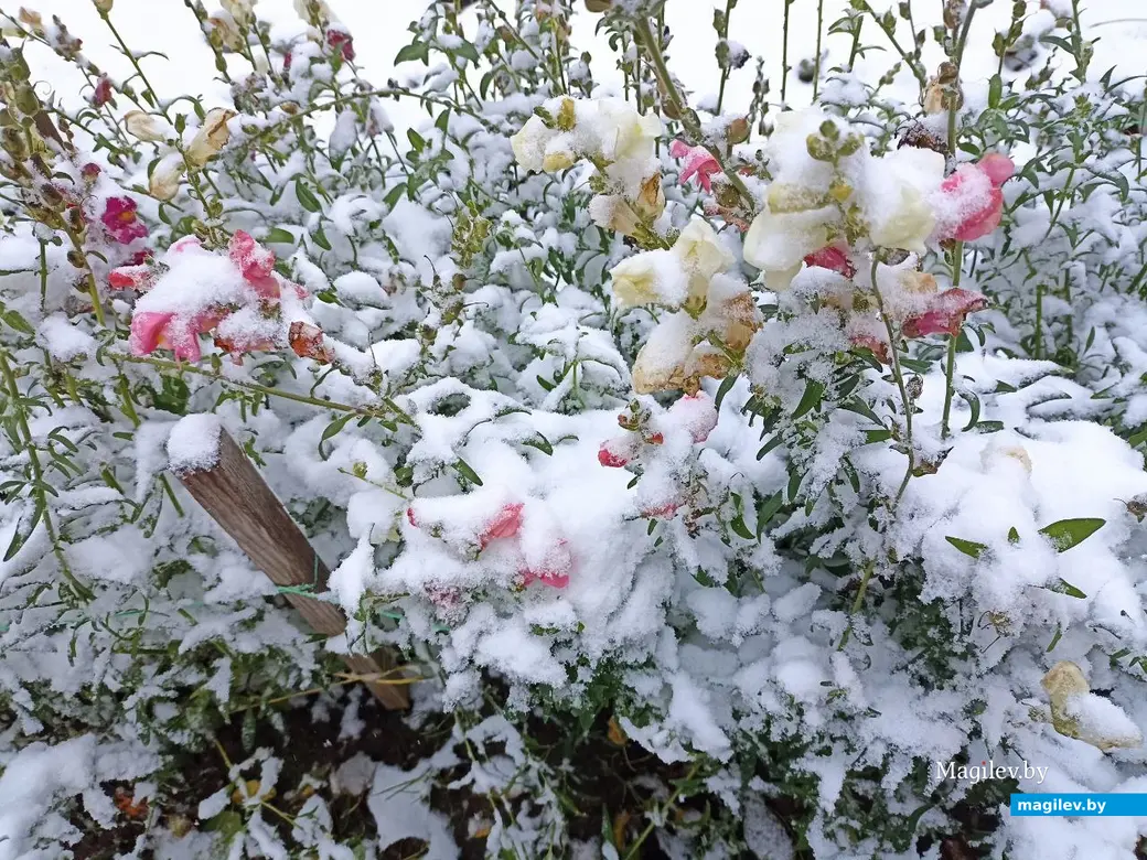 26 октября 2023г. В Могилеве выпал первый снег.