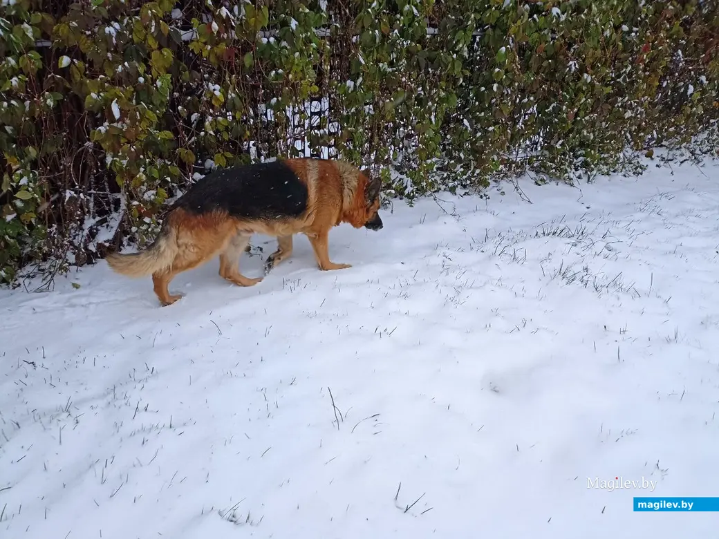 26 октября 2023г. В Могилеве выпал первый снег.