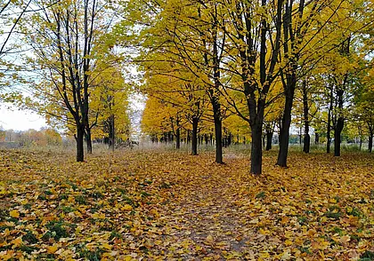 Тепло еще будет: прогноз погоды на 28-30 октября