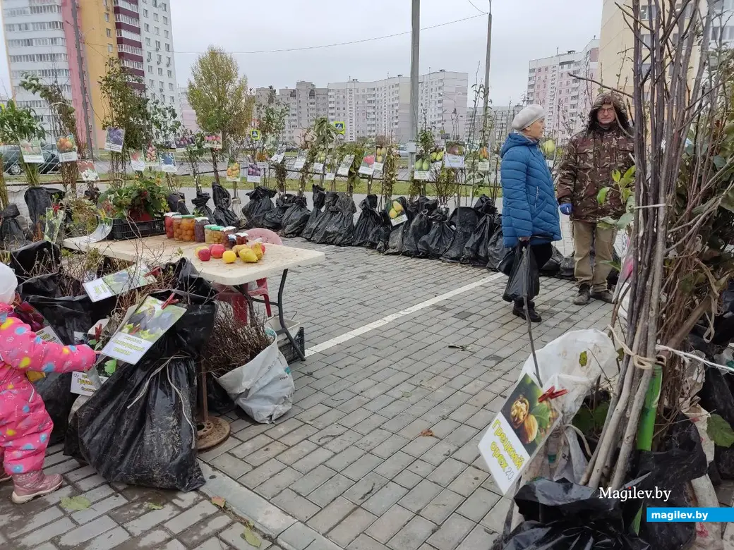 Желтая малина и черевишня: на сельхозярмарке в Могилеве все еще можно  разжиться саженцами | magilev.by