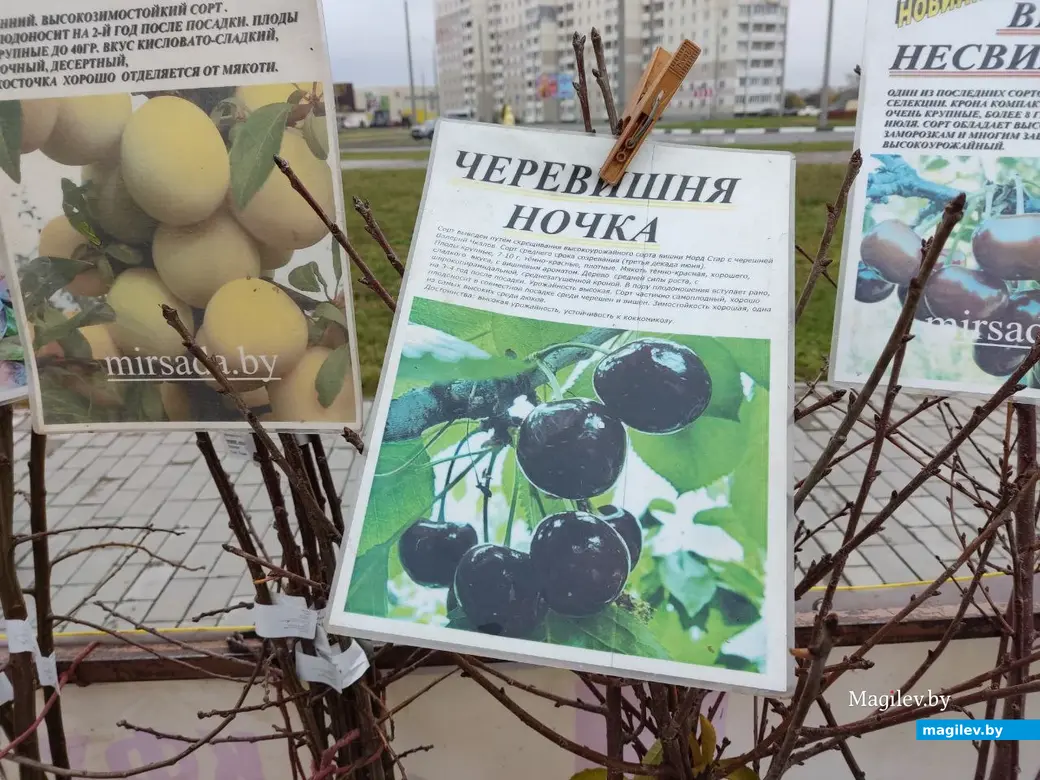 Что почем на сельхозярмарке по улице Златоустовской? Могилев, 29.10.2023 г.