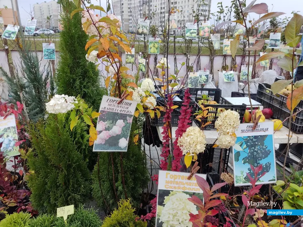 Что почем на сельхозярмарке по улице Златоустовской? Могилев, 29.10.2023 г.