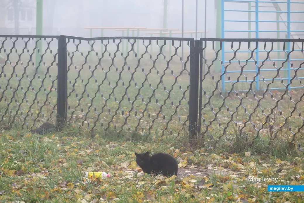 30 октября 2023 г. Могилев накрыл густой туман.