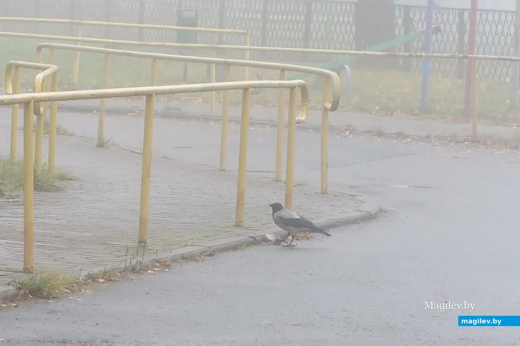 30 октября 2023 г. Могилев накрыл густой туман.