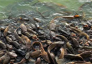 Сом и сиг: каких рыб нельзя будет ловить в Беларуси с 1 ноября