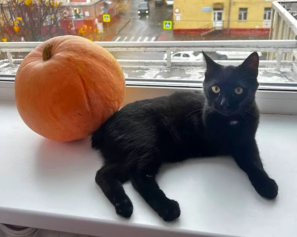 Самый особенный котенок.