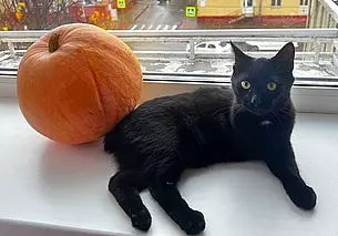 Друзья Томи и Джек, котята-малыши и щенок-подросток без клички: кто ищет хозяина в Могилеве