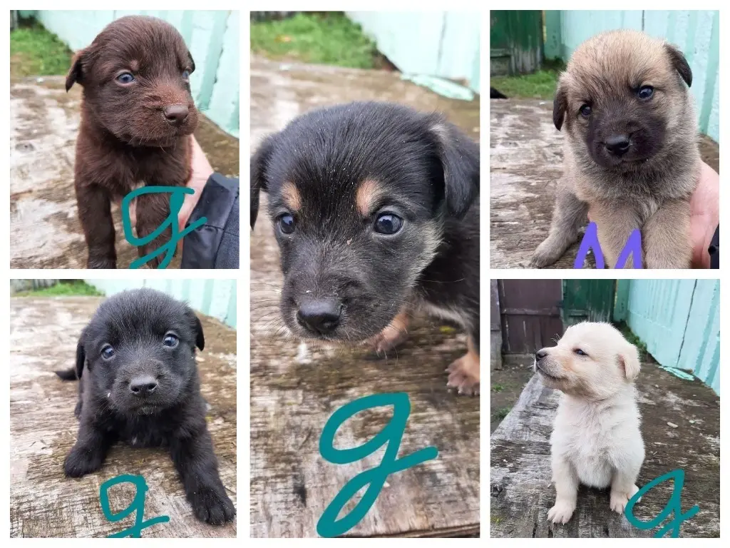 Десять щенят.