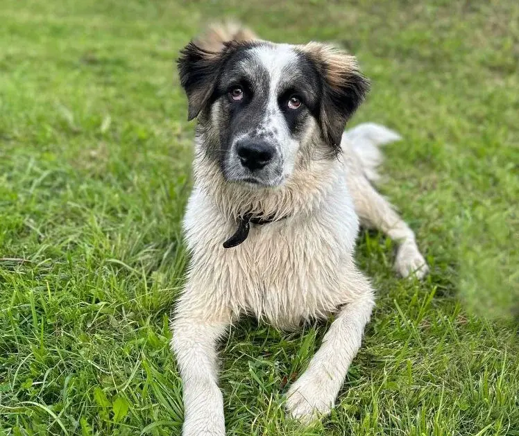 Щенок-подросток.