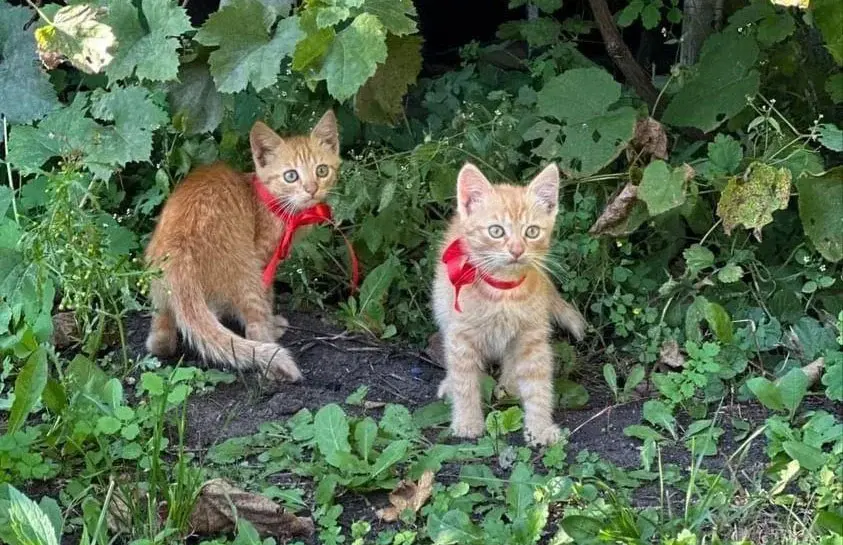 Малыши-котята.