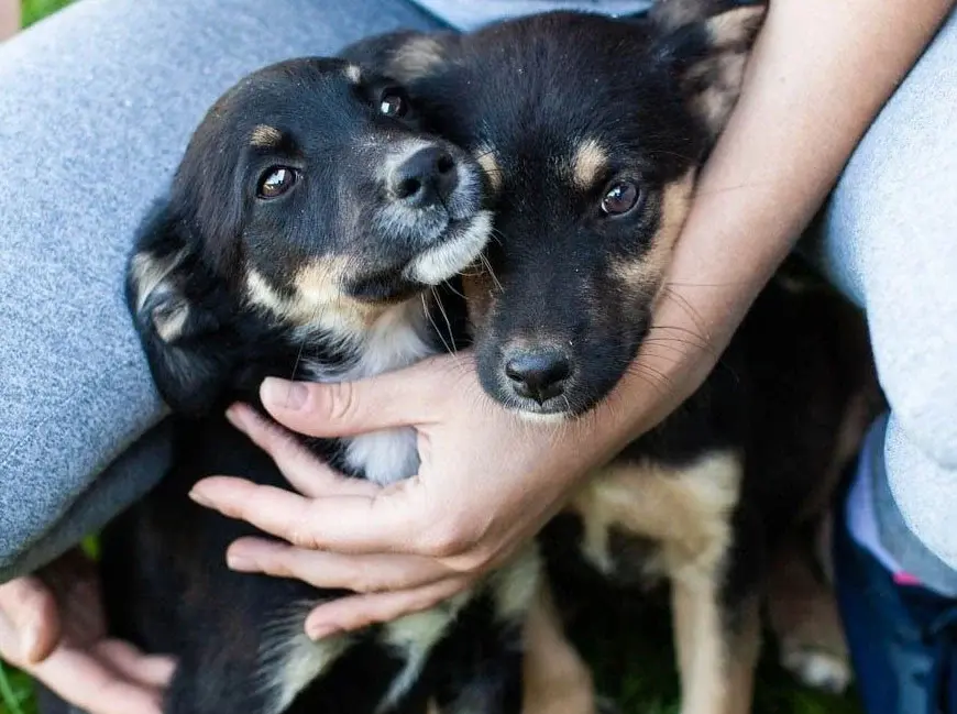 Томи и Джек.