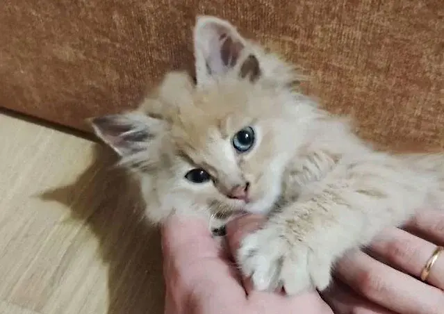 Маленький милый котик.