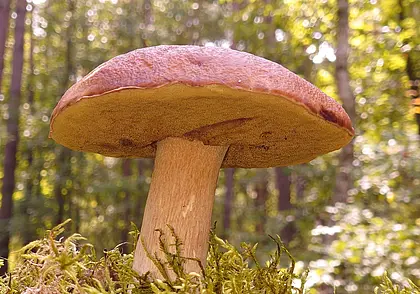 Съедобные и несъедобные: какие грибы точно можно класть в корзину