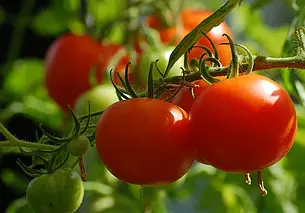 Натуральные подкормки для овощей, которые помогают вырастить урожай без химии