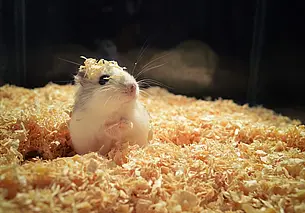 Как отучить хомяка кусаться: советы для заботливых владельцев