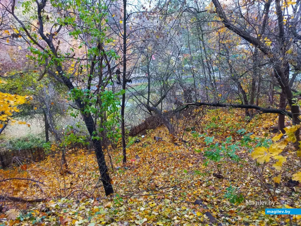 Переулок Буянова все свои тайны нам еще не открыл. Могилев, 01.11.2023 г.