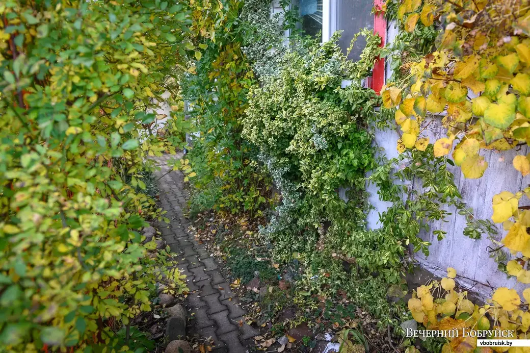 30.10.2023. Бобруйск. На участке Жанны Михлай.