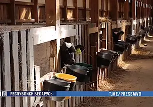 В Могилеве на сельхозпредприятии сотрудники скрывали падеж скота