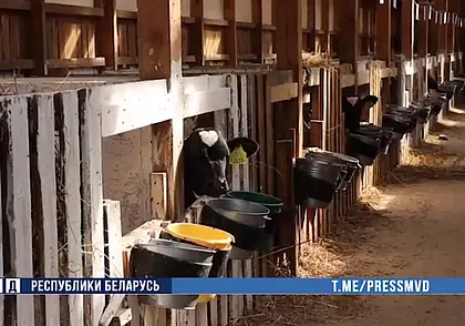 В Могилеве на сельхозпредприятии сотрудники скрывали падеж скота