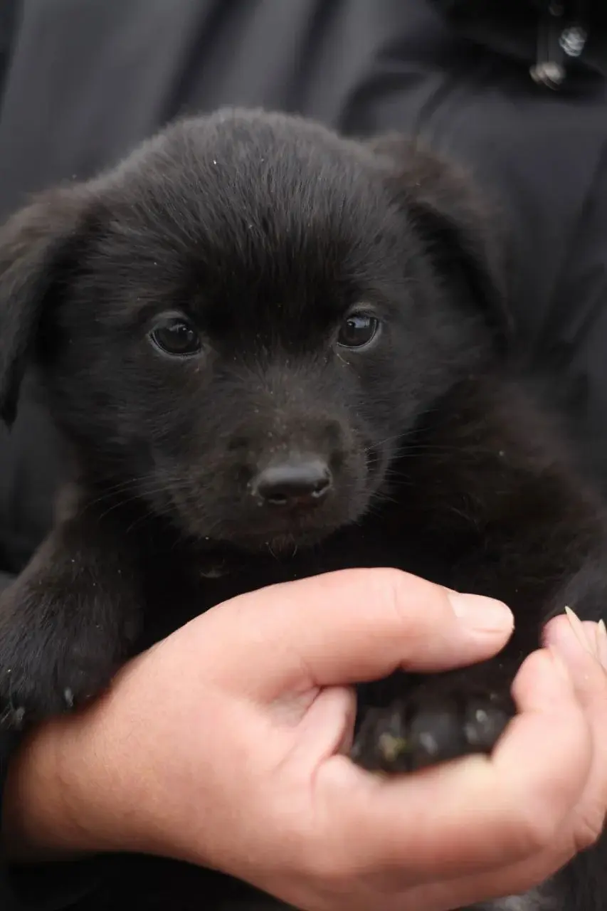 Щенок-девочка Ночка.