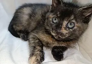 Щенок Пуговка, котенок Оддин и «кот в мешке»: кто ищет хозяина в Могилеве