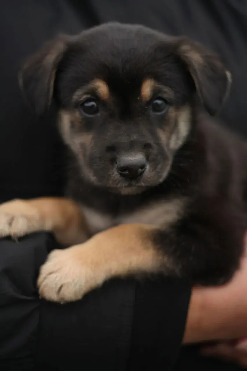 Маленькая Пуговка.