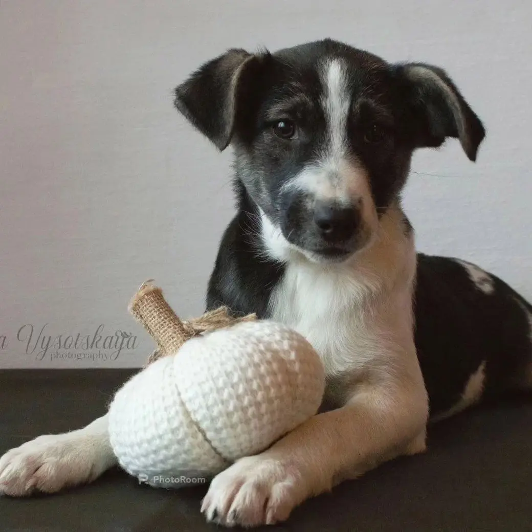 Щенок-девочка