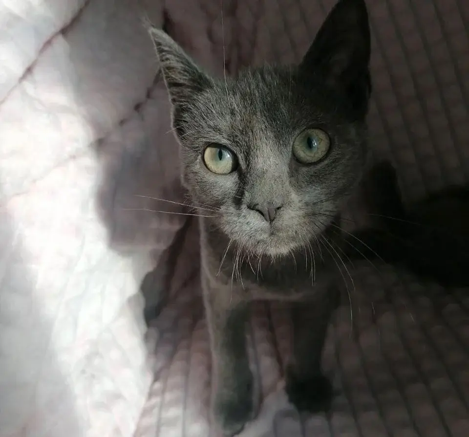 Забавный и чудесный малыш по кличке Оддин.