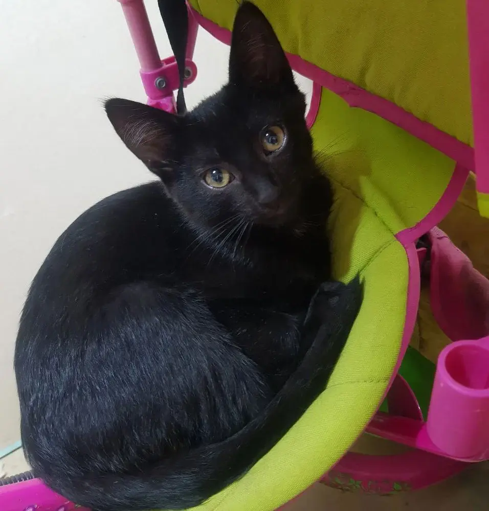 Милый котенок-ушастик.