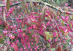 Возможны ночные заморозки и туман: прогноз погоды на 9-11 ноября