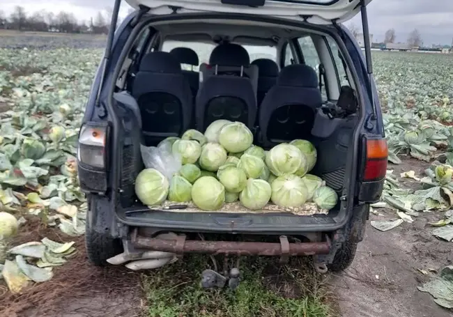 Двое бобруйчан пытались похитить 136 кг капусты. Почти столько же хотел украсть могилевчанин