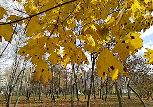 Мокрый снег и ночные заморозки: прогноз погоды на 14-17 ноября